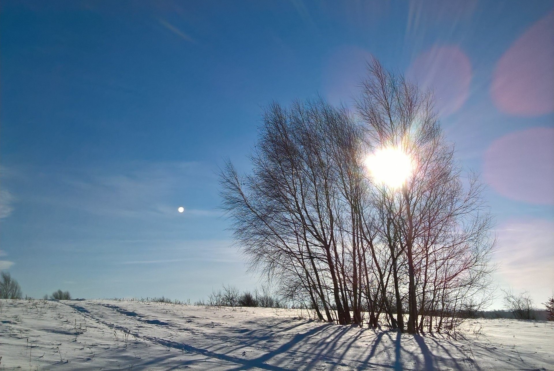 Winter Bare Birch. Birch on Snowy hill, sun and sky. Sunny winter day.